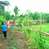 divisioonal secretary Monitoring and observation of home gardening in GN divisions_2022_08_08 to 18 