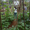 Divisioonal secretary Monitoring and observation of home gardening in GN divisions(2022_08_08