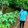 Divisioonal secretary Monitoring and observation of home gardening in GN divisions(2022_08_08