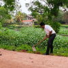 year 2023 Tree Planting Programme-Maharagama Divisional Secretariat(2023-02-03) 