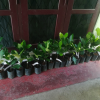 300 Hybrid jackfruit plantation Initial Programme-2021-12-11 
