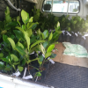 300 Hybrid jackfruit plantation Initial Programme-2021-12-11 