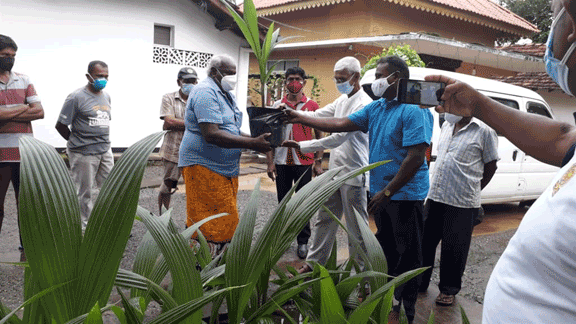 Distribution of coconut saplings(2021-11-19)