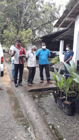 Distribution of coconut saplings(2021-11-19)