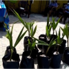 Home Gardening programme 2021